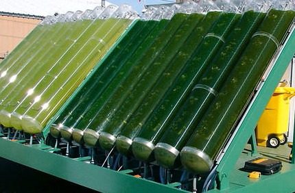 Biocombustibili de alge