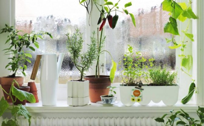 Blomster på vindueskarmen er en af ​​de mest almindelige årsager til kondens på vinduer.