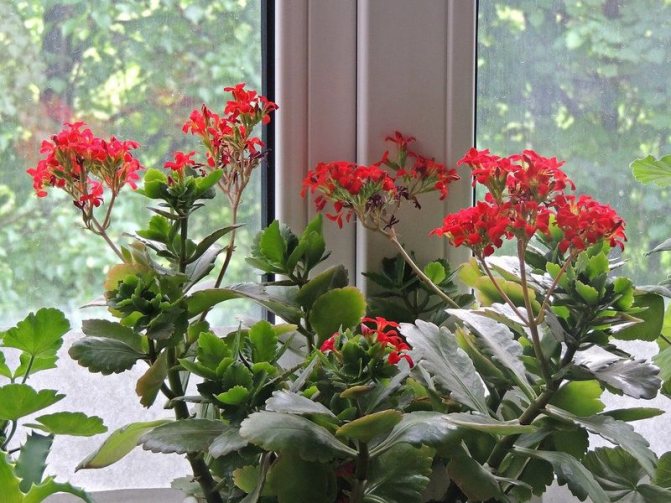 Foto: multifunktionelt glas påvirker praktisk talt ikke væksten af ​​planter på vinduet, den side af verden, som vinduet vender mod (syd eller nord) er afgørende