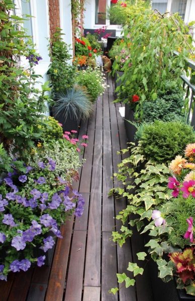 cum să faci o grădină pe balcon