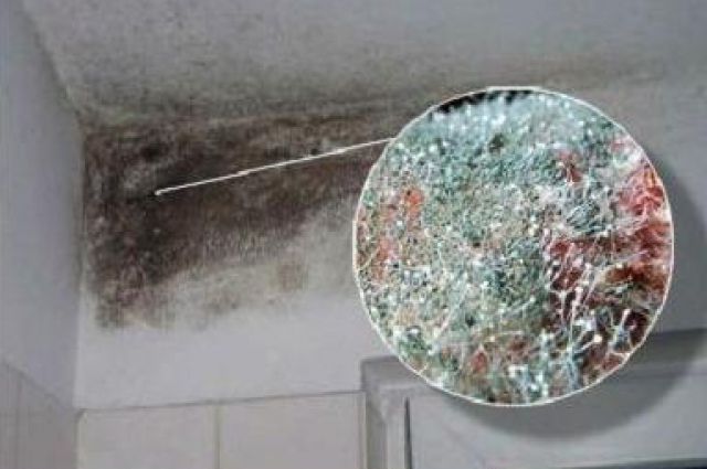 billede af skimmelsvamp på altanen