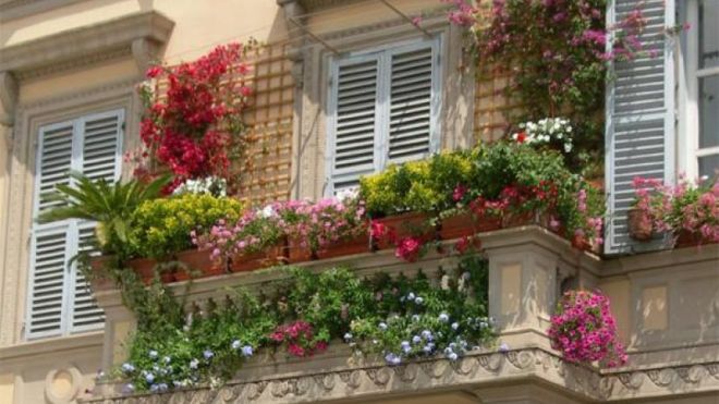 زهور على درابزين الشرفة