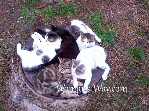 Pisicile stau pe o trapă caldă iarna - ne încălzim cât de bine putem