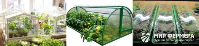 Mini greenhouse sa windowsill