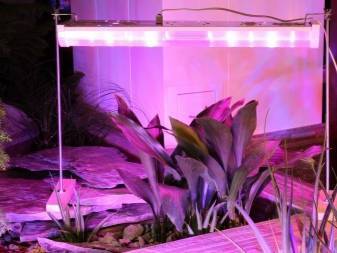 Mini mini greenhouse. 700 mga larawan, sunud-sunod na mga tagubilin
