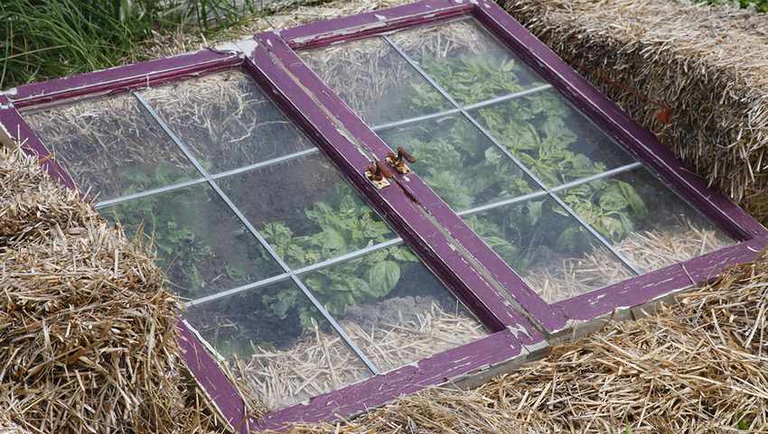 Mini mini greenhouse. 700 mga larawan, sunud-sunod na mga tagubilin