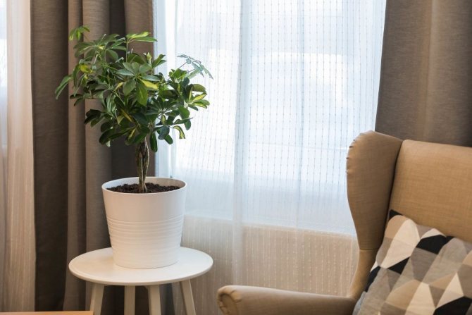تعتبر النوافذ في الشرق حلاً ممتازًا لمحبي النباتات الداخلية - pr-flat.ru