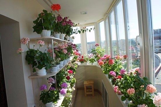 Greenhouse sa balkonahe