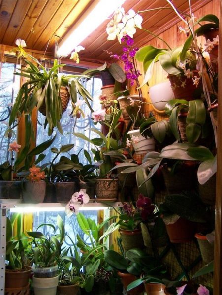 Orchids sa balkonahe