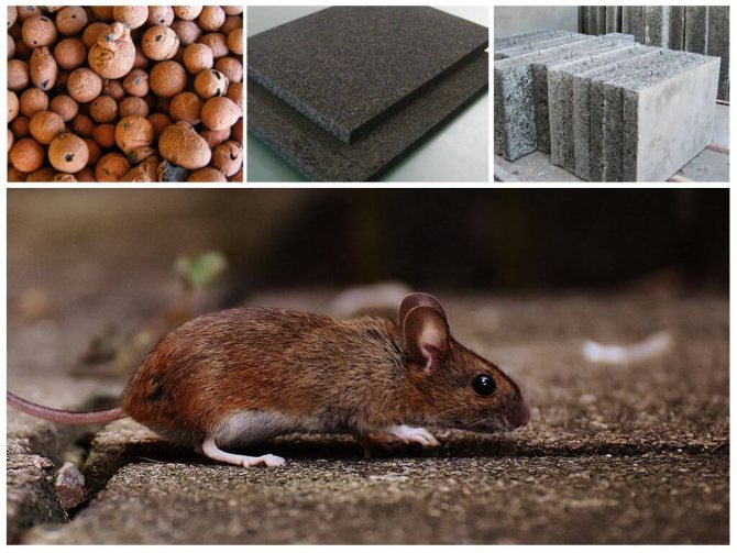 Hvorfor gnaver mus på styrofoam?