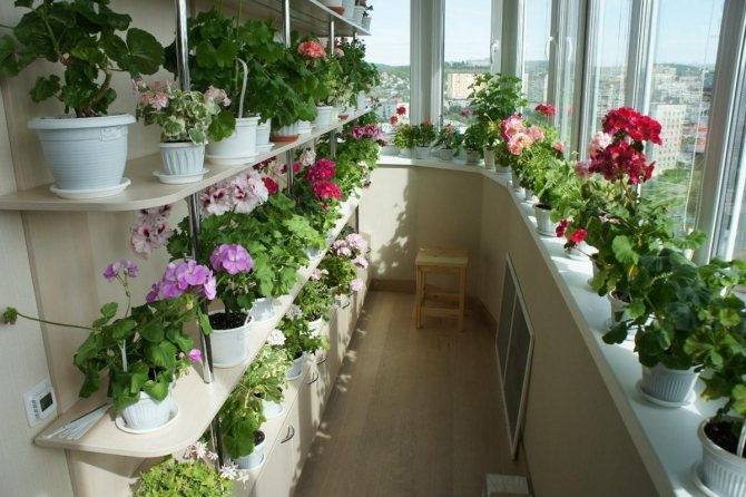 نباتات على الشرفة