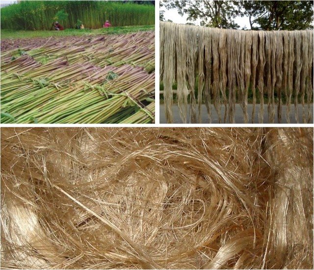 Jutehøstning, forbehandling og tørring og den resulterende fiberstruktur