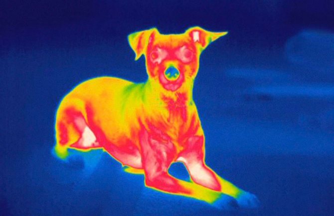 صورة لكلب من خلال جهاز تصوير حراري تظهر مناطق الجسم بدرجات حرارة مختلفة