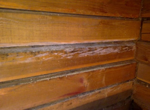 Et meget trist billede - nederlaget for et tømmerhus af en svamp netop ved leddene mellem bjælkerne
