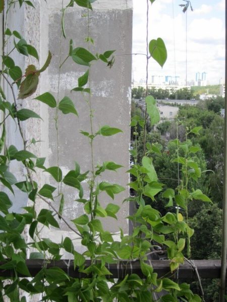 Klatreplanter på altanen